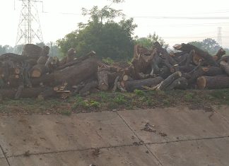 अनेक झाडांची कत्तल,मात्र वनविभागाचे अधिकारी अनभिज्ञ!… — तोडलेली झाडे उचलून नेल्यावरच पोहचणार मोका स्थळावर वनाधिकारी?