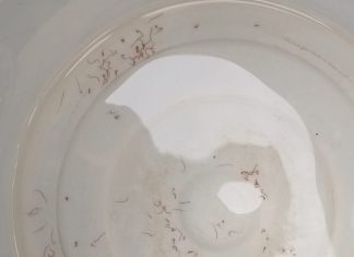 नळाद्वारे पुरवठा होणाऱ्या पाण्यात नारूच नारु!.. — मौजा नवेगांव (पुनर्वसन) गावकऱ्यांचा संताप…