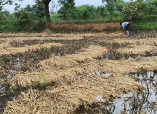 सावली तालुक्यात अवकाळी पावसाने भातपिकाला मोठा फटका… — कापलेली भातशेती पाण्याखाली; नुकसानीमुळे शेतकरी मेटाकुटीला…