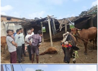 ब्रेकिंग न्यूज… — सातारा फाट्याजवळ वाघाने दोन गाई केल्या ठार. — चिमूर भाजप मंडळ अध्यक्ष गजानन गुळधे तात्काळ घटना स्थळी झाले दाखल.. — हल्लेखोर वाघांचा बंदोबस्त करण्यास वनविभाग अयशस्वी…