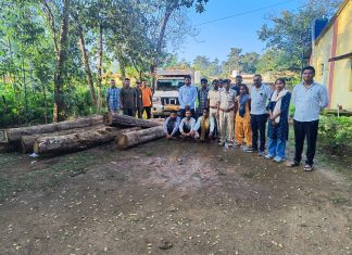 सागवान तस्कराना वनविभागाने ठोकल्या बेड्या… — वनविभागची कारवाई…