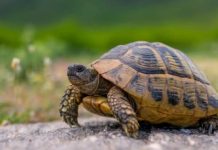 कासव शिकार प्रकरणी सहा आरोपी सावली वन परिक्षेत्रातंर्गत अटकेत…