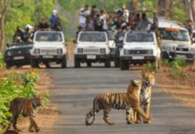 तथागत भगवान बुद्ध पोर्णीमेच्या निमित्ताने १ में ला,”निसर्ग अनुभव,उपक्रमाचे ताडोबा बफर झोन द्वारे आयोजन:- डॉ.प्रभु नाथ शुक्ल वनसंरक्षक… — होणार प्राण्यांची गणना,पर्यटक घेणार अनुभव…