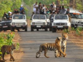 तथागत भगवान बुद्ध पोर्णीमेच्या निमित्ताने १ में ला,”निसर्ग अनुभव,उपक्रमाचे ताडोबा बफर झोन द्वारे आयोजन:- डॉ.प्रभु नाथ शुक्ल वनसंरक्षक… — होणार प्राण्यांची गणना,पर्यटक घेणार अनुभव…