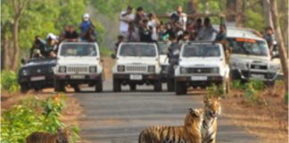 तथागत भगवान बुद्ध पोर्णीमेच्या निमित्ताने १ में ला,”निसर्ग अनुभव,उपक्रमाचे ताडोबा बफर झोन द्वारे आयोजन:- डॉ.प्रभु नाथ शुक्ल वनसंरक्षक… — होणार प्राण्यांची गणना,पर्यटक घेणार अनुभव…