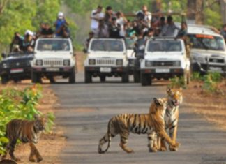 तथागत भगवान बुद्ध पोर्णीमेच्या निमित्ताने १ में ला,”निसर्ग अनुभव,उपक्रमाचे ताडोबा बफर झोन द्वारे आयोजन:- डॉ.प्रभु नाथ शुक्ल वनसंरक्षक… — होणार प्राण्यांची गणना,पर्यटक घेणार अनुभव…
