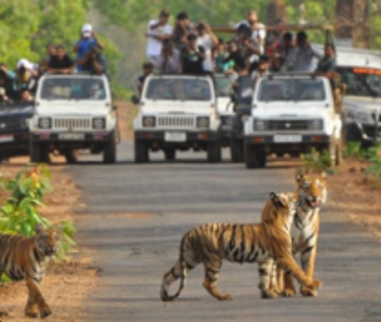 तथागत भगवान बुद्ध पोर्णीमेच्या निमित्ताने १ में ला,”निसर्ग अनुभव,उपक्रमाचे ताडोबा बफर झोन द्वारे आयोजन:- डॉ.प्रभु नाथ शुक्ल वनसंरक्षक… — होणार प्राण्यांची गणना,पर्यटक घेणार अनुभव…