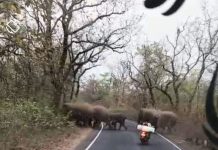 कुरखेडा-वडसा मार्गावर हत्तींचा कळप, नागरिकांनी सतर्क राहावे :- आमदार रामदास मसराम यांचे आवाहन…