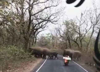 कुरखेडा-वडसा मार्गावर हत्तींचा कळप, नागरिकांनी सतर्क राहावे :- आमदार रामदास मसराम यांचे आवाहन…