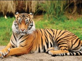 परंपरागत पुजाअर्चा करण्यासाठी गेलेल्या वाहनगांव येथील इसमाचा वाघाने घेतला बळी…