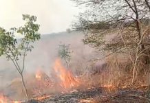 शेतकरीच बांध पेटवून देत असल्याने शासनाचे वृक्षसंवर्धन धोक्यात… — खल्लार – दर्यापूर मार्गावरील अनेक वृक्ष जळून खाक…