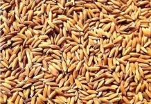 प्रतिष्ठीत व्यापाऱ्यानी केली धान व्यापाऱ्यांची ८५ लाखांची फसवणूक…