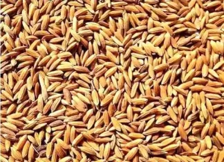 प्रतिष्ठीत व्यापाऱ्यानी केली धान व्यापाऱ्यांची ८५ लाखांची फसवणूक…