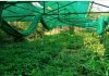 पाण्या अभावी कृषी चिकित्सालय रोपवाटिका धोक्यात…
