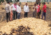 ठाणेगाव परिसरातील वनव्यामुळे शेतकऱ्यांचे मोठे नुकसान…. — आमदार रामदास मसराम यांनी केली पाहणी..