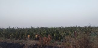 पाण्याअभावी सावली तालुक्यातील चार हेक्टर केळीची बाग संकटात… — युवा शेतकऱ्यांचे चाळीस लाखांच्या स्वप्नावर दुष्काळाचे सावट…