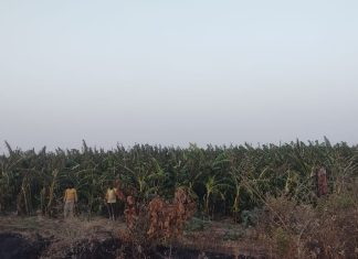 पाण्याअभावी सावली तालुक्यातील चार हेक्टर केळीची बाग संकटात… — युवा शेतकऱ्यांचे चाळीस लाखांच्या स्वप्नावर दुष्काळाचे सावट…