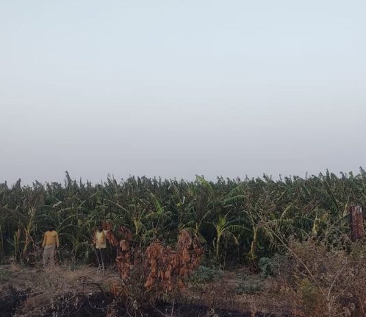 पाण्याअभावी सावली तालुक्यातील चार हेक्टर केळीची बाग संकटात… — युवा शेतकऱ्यांचे चाळीस लाखांच्या स्वप्नावर दुष्काळाचे सावट…