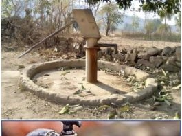 चिमूर तालुकातंर्गत पाणी टंचाईकडे तहसीलदार आणि संवर्ग विकास अधिकाऱ्यांनी वेळीच लक्ष दिले पाहिजे? — महिला हैराण!…